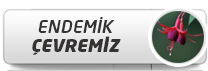 1endemik